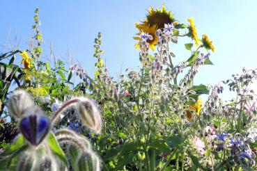 Einjährige Bienenweide